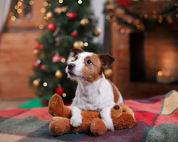 Ein kleiner Hund sitzt vor dem Weihnachtsbaum