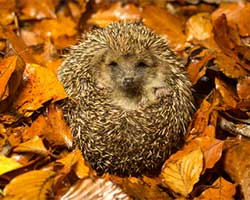 Hacken, schneiden, Steuern sparen Ein kleiner Igel liegt eingerollt im Herbstlaub.