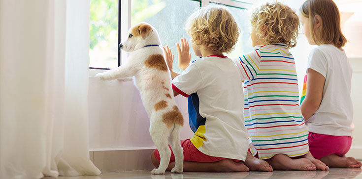 BFH-Urteil: Kosten für Schulhund in der Steuererklärung absetzen