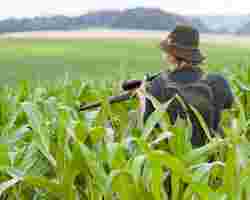Einkommensteuer Rentensteuer - Jäger im Maisfeld