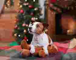 Ein kleiner Hund sitzt vor dem Weihnachtsbaum