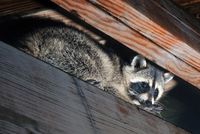 Beseitigung von Tierschäden im Haus als außergewöhnliche Belastung Ein Waschbär sitzt zwischen Holzbalken und hebt leicht seine rechte Vorderpfote an.